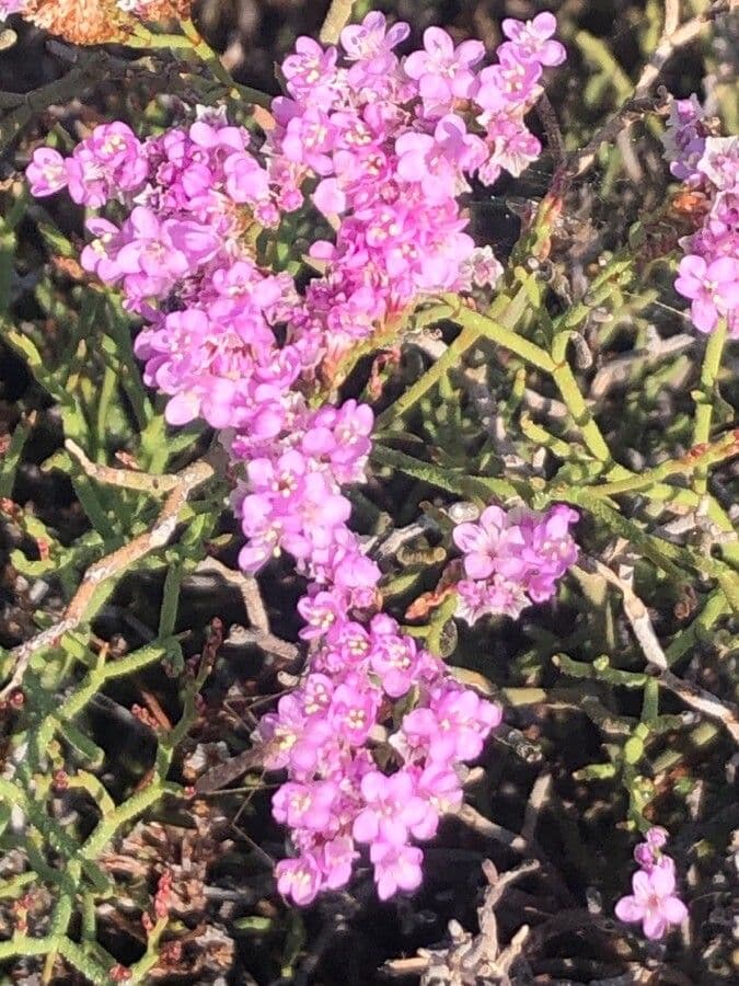 Limonium tuberculatum