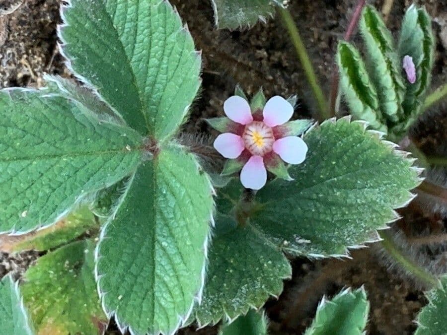 Potentilla micrantha