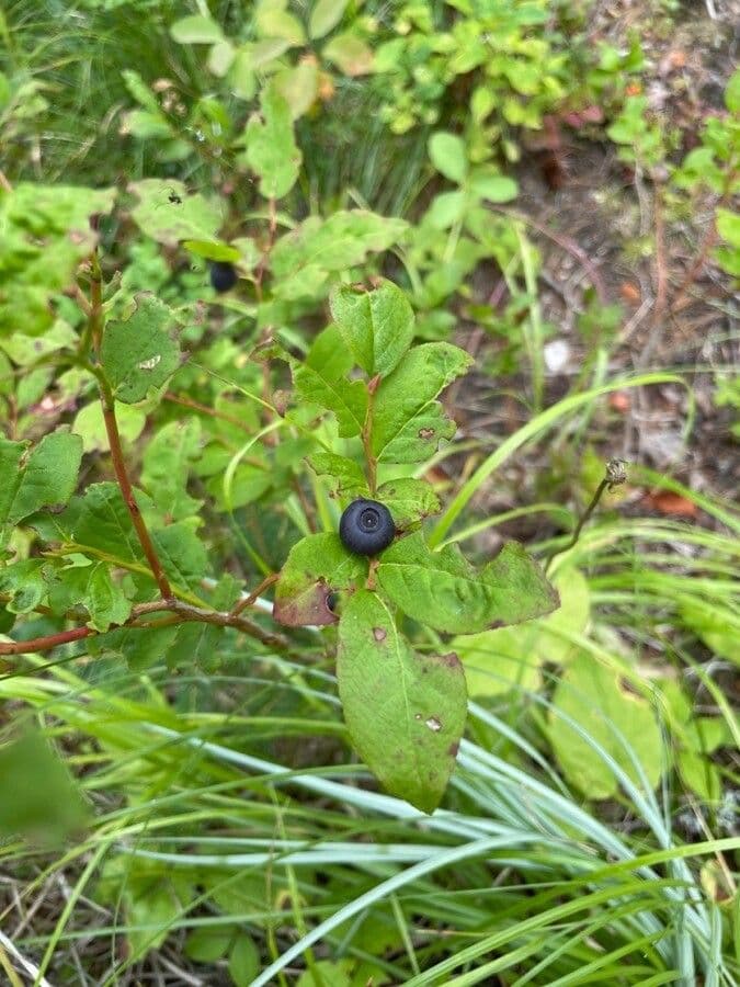 Vaccinium membranaceum