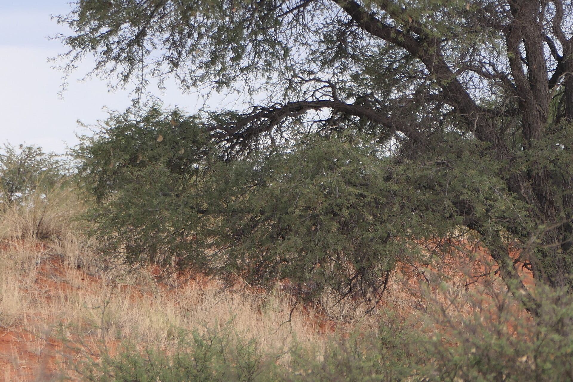 Vachellia erioloba