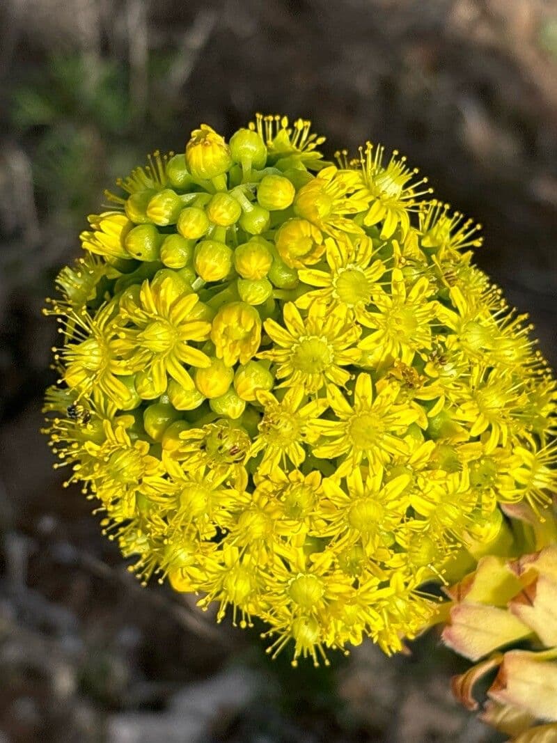 Aeonium arboreum