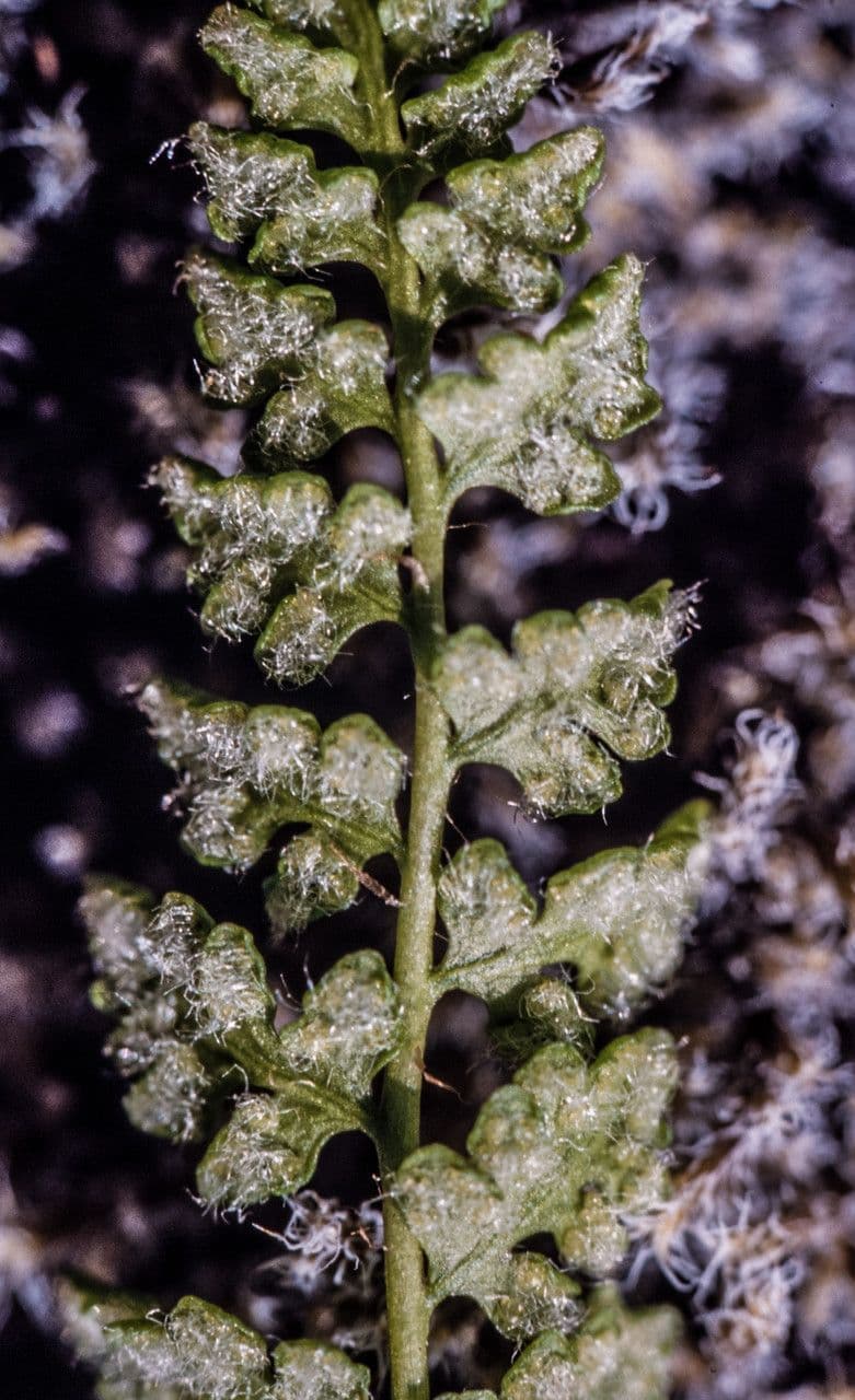 Woodsia ilvensis