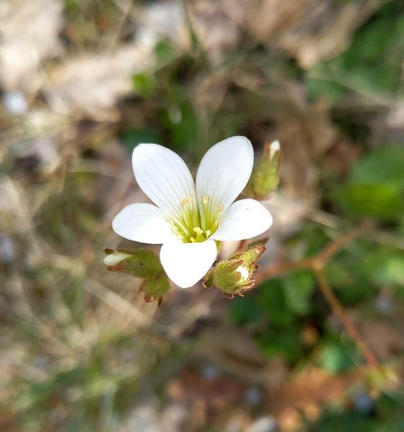 Saxifraga granulata