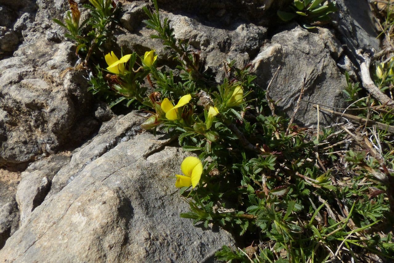 Ononis minutissima