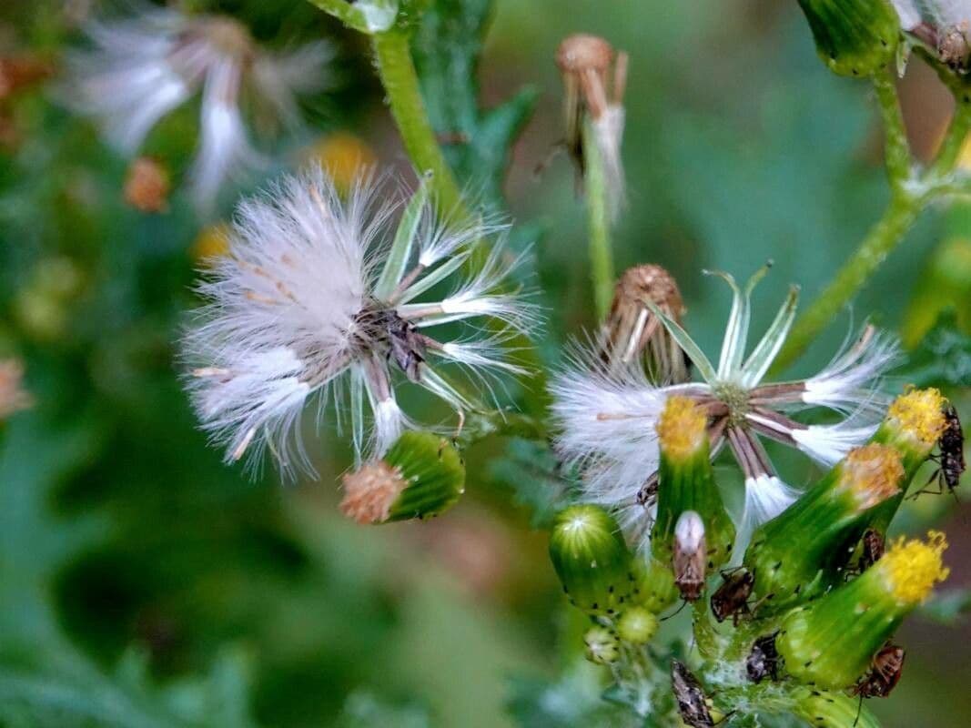 Senecio sylvaticus