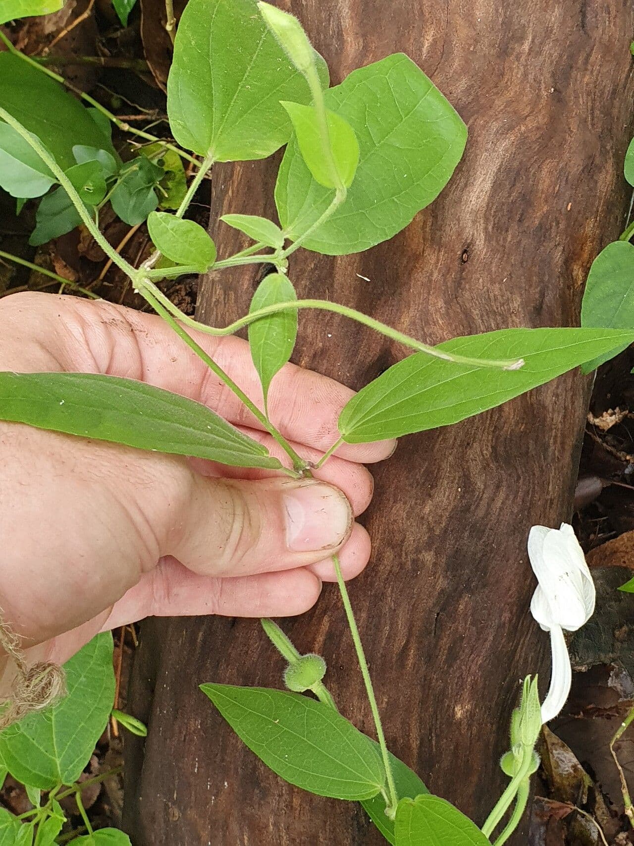 Thunbergia fragrans