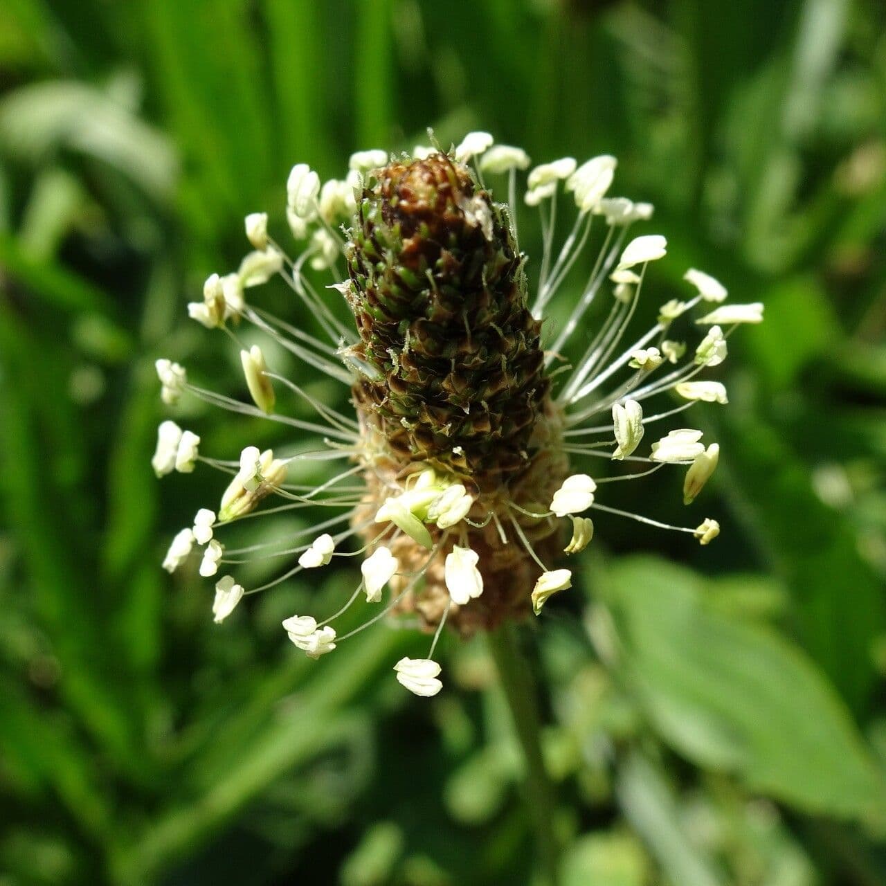 Plantago lanceolata