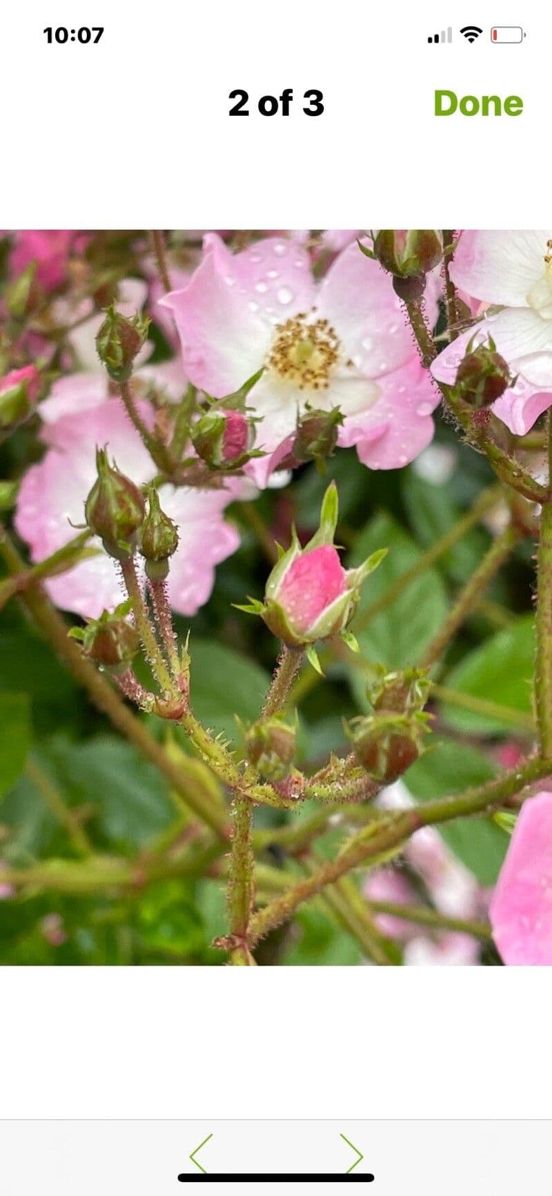 Rosa multiflora