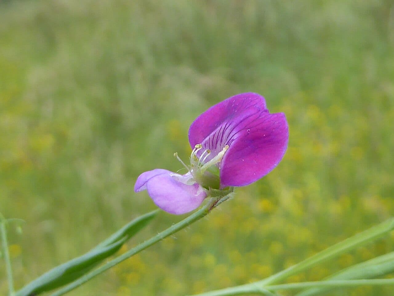 Lathyrus hirsutus