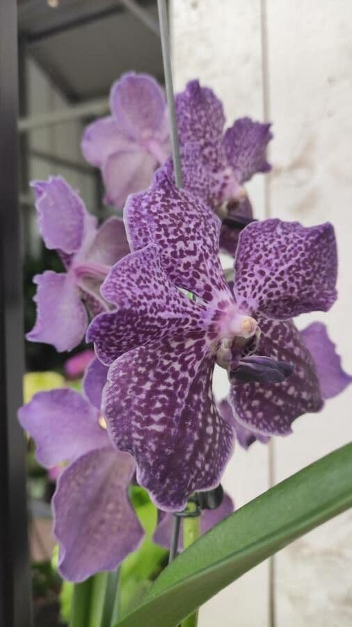 Vanda coerulescens