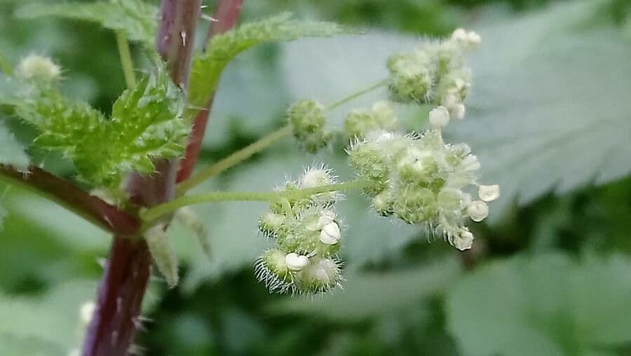 Urtica pilulifera