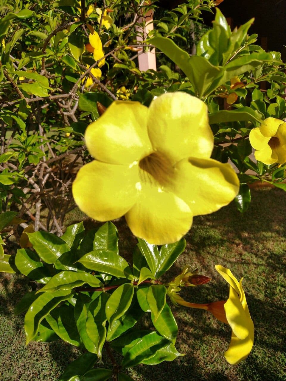 Allamanda cathartica