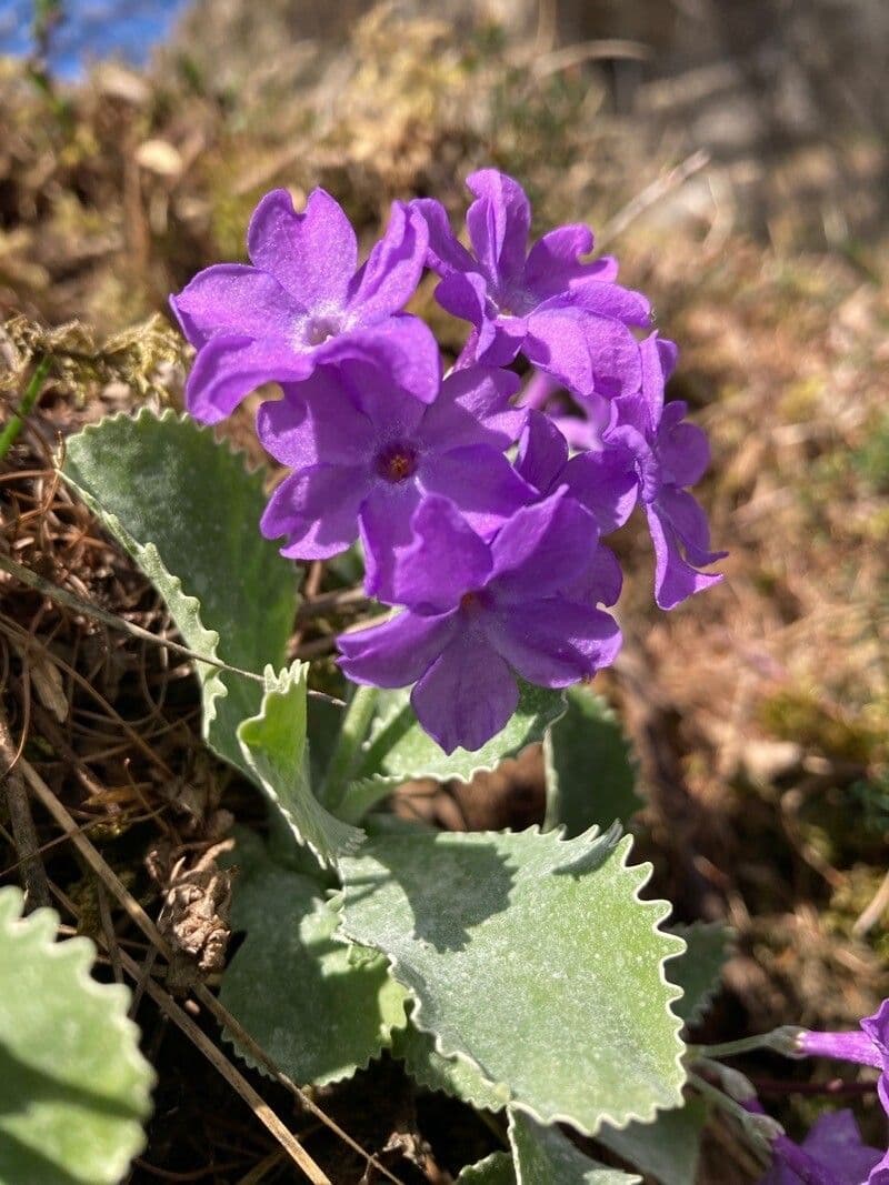 Primula marginata