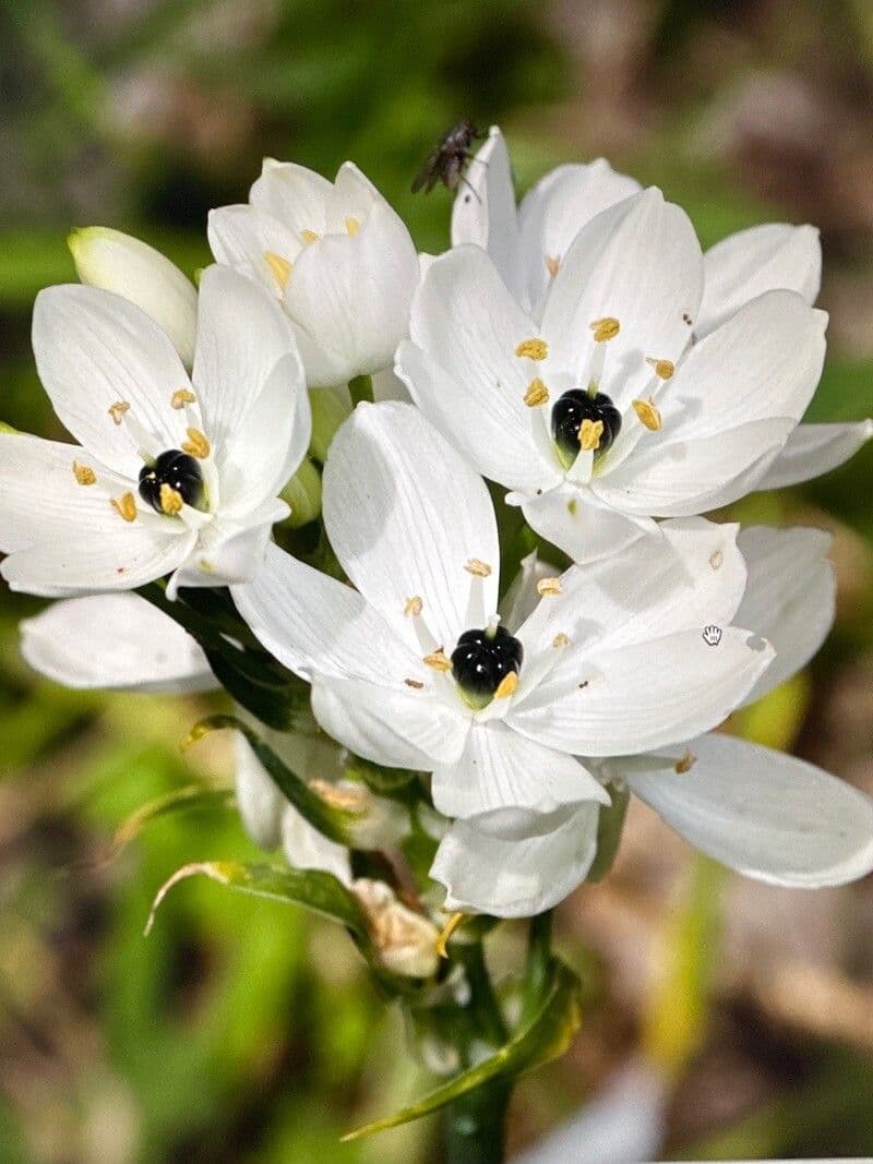 Ornithogalum arabicum