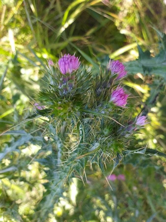 Carduus tenuiflorus