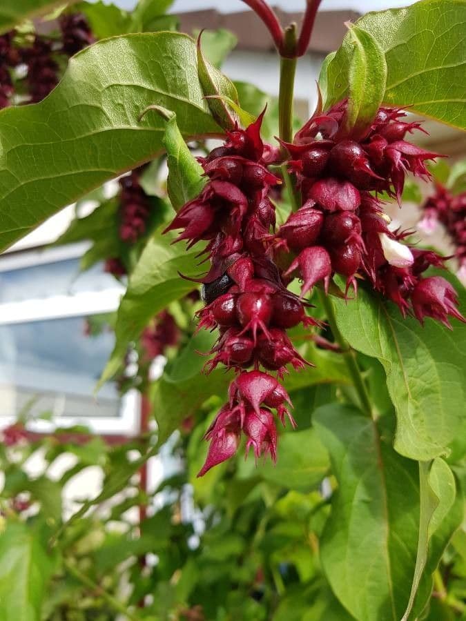 Leycesteria formosa