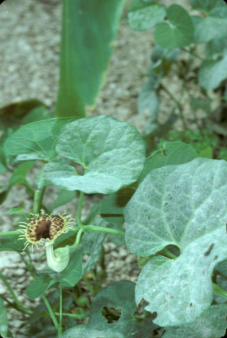 Aristolochia fimbriata