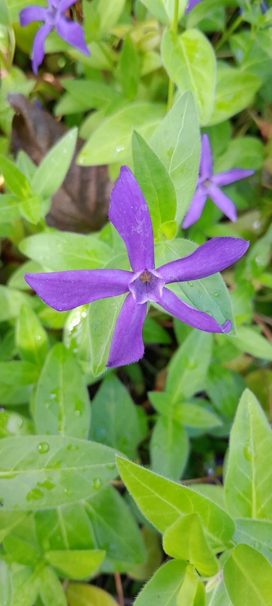 Vinca herbacea