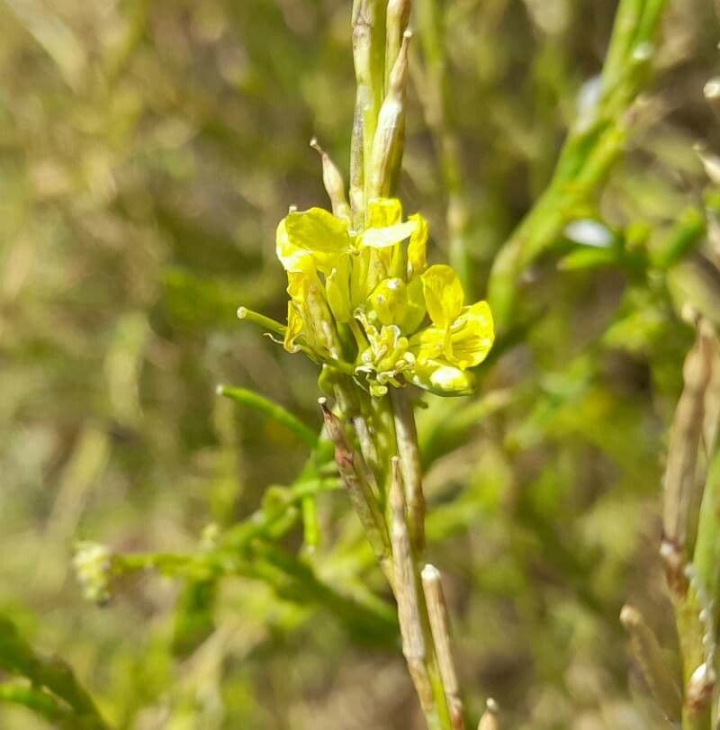 Hirschfeldia incana