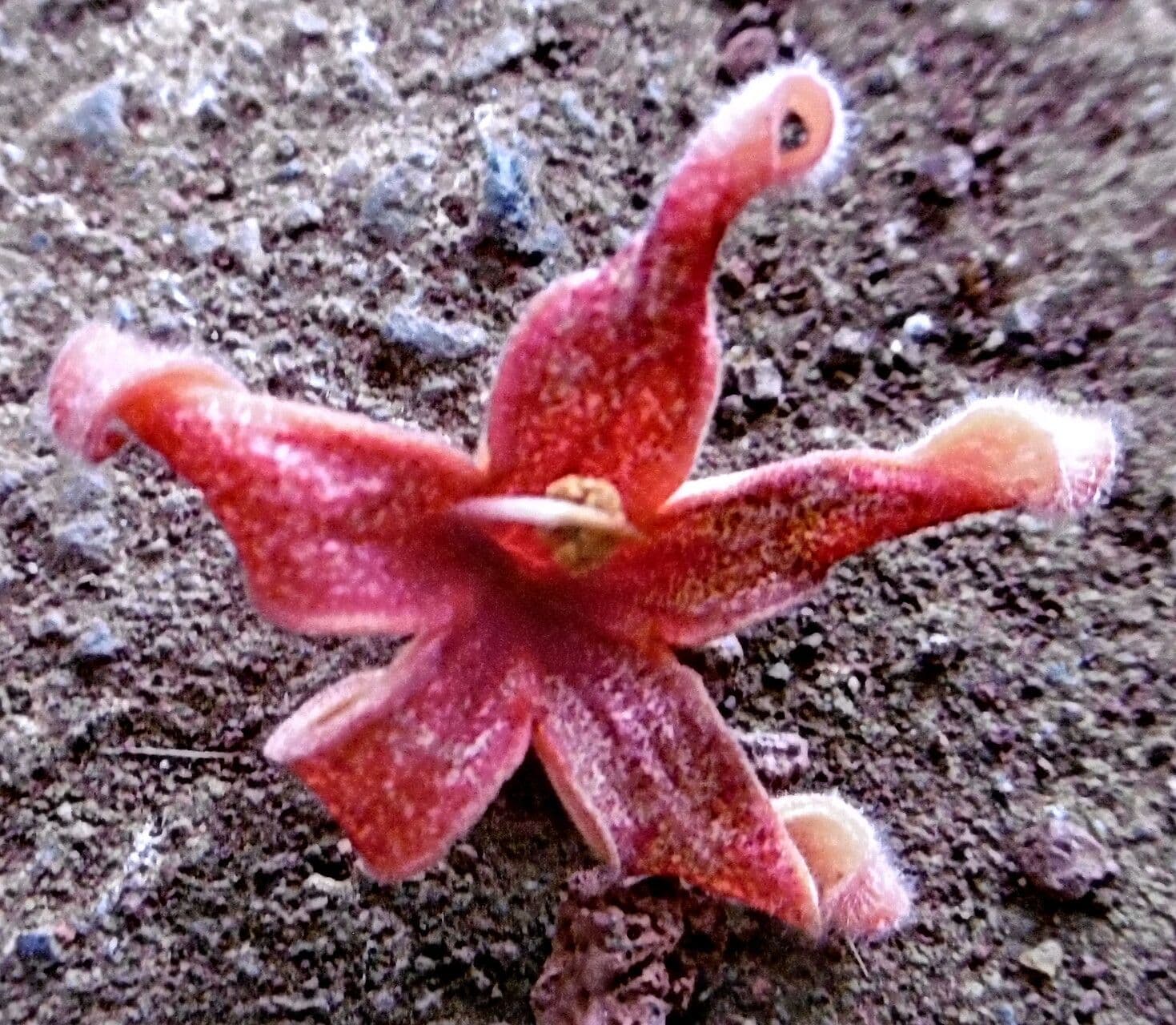 Sterculia foetida