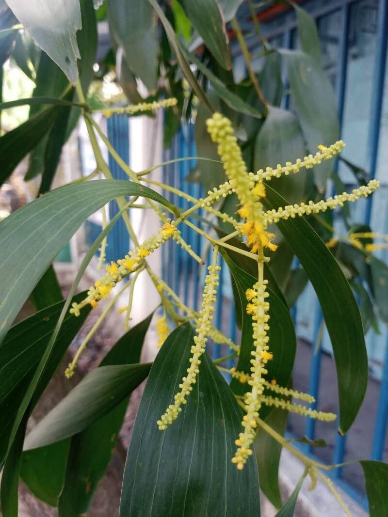 Acacia auriculiformis