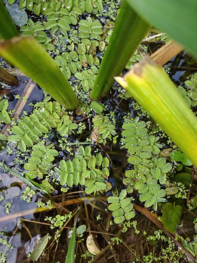 Salvinia natans