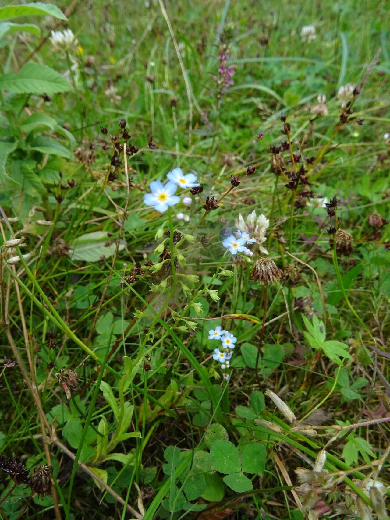 Myosotis nemorosa