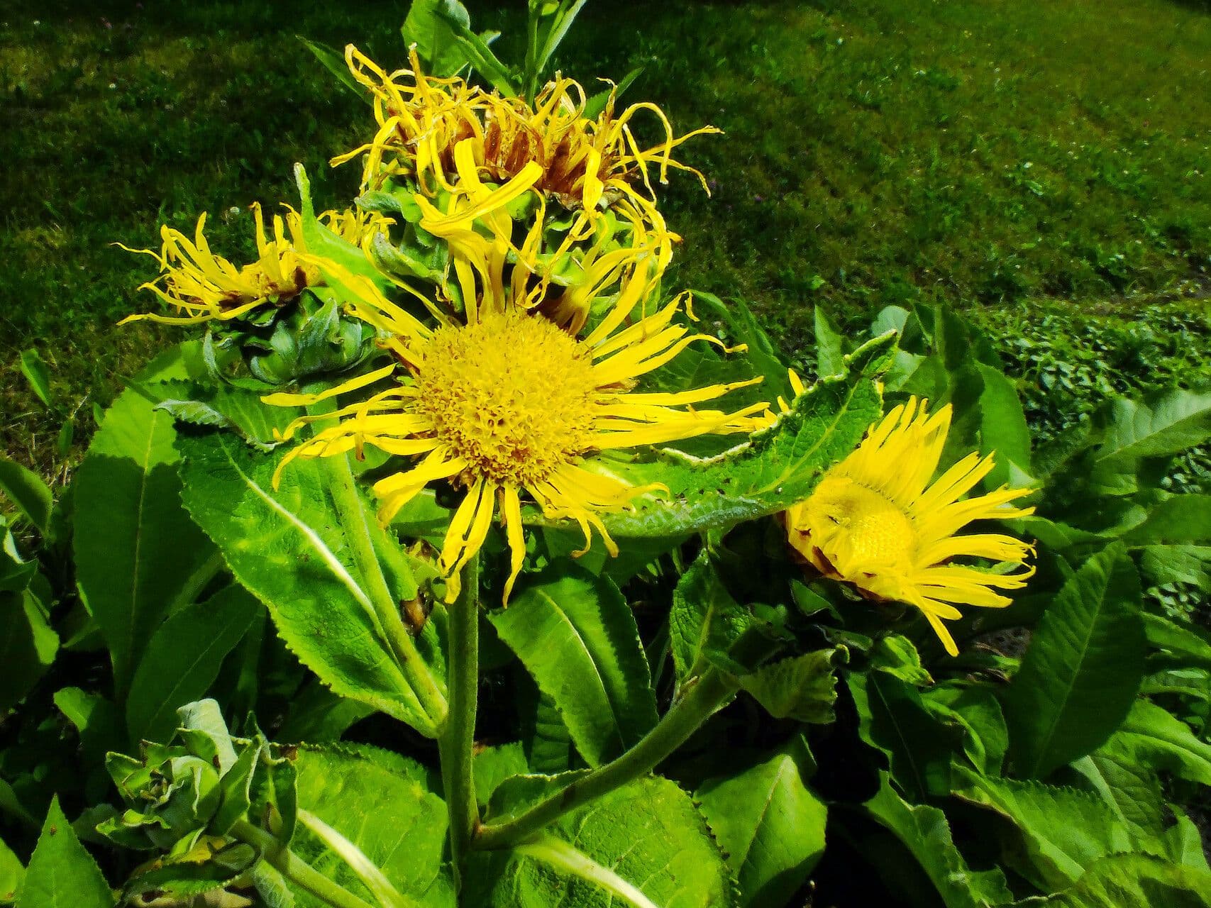 Inula helenium