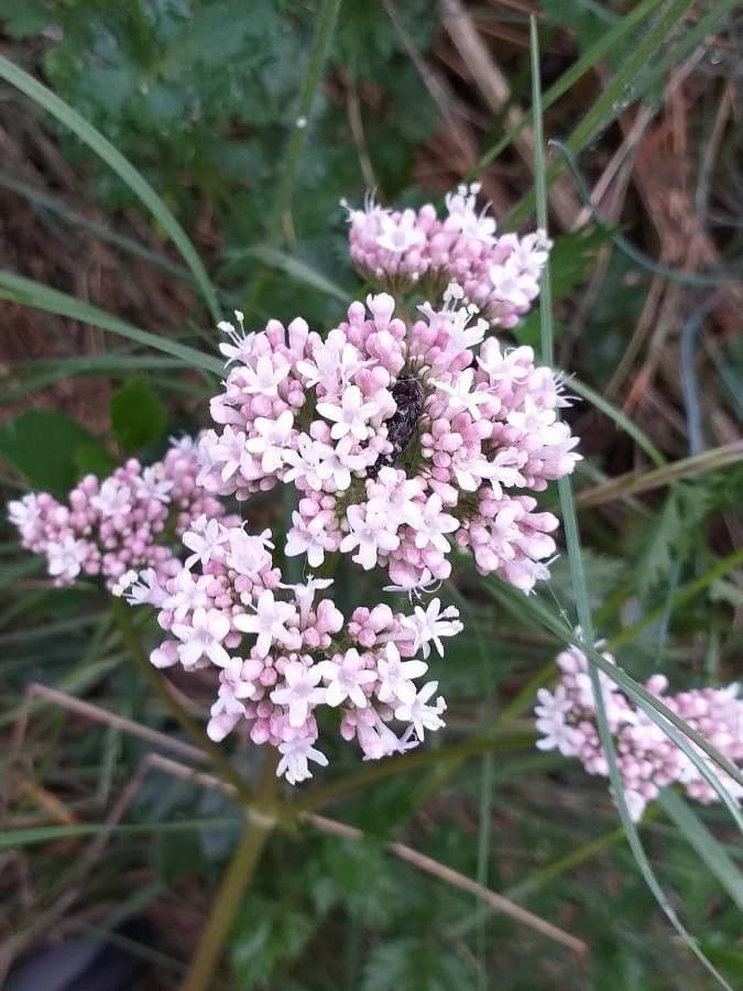 Valeriana tuberosa