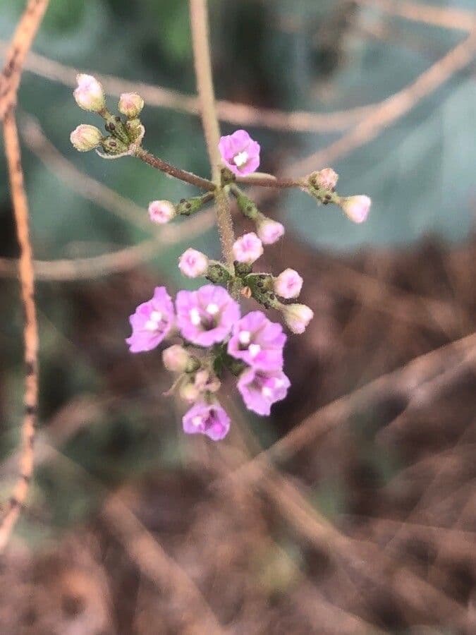 Boerhavia diffusa