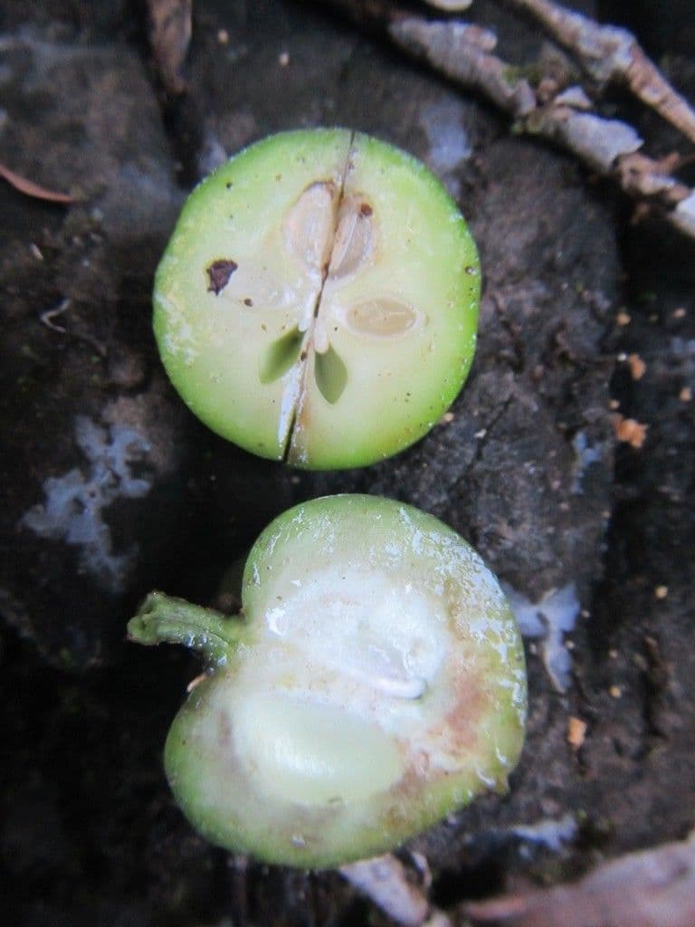 Planchonella dothioensis