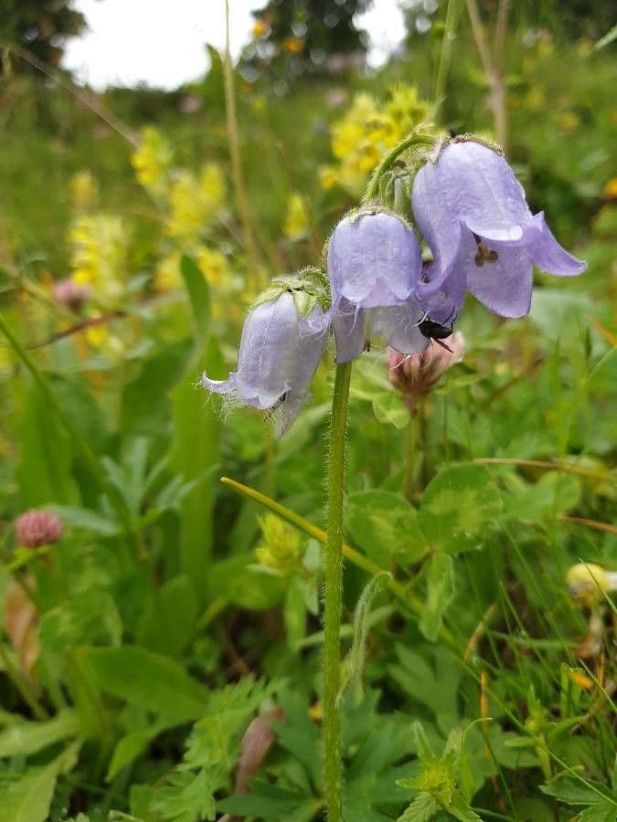 Campanula barbata