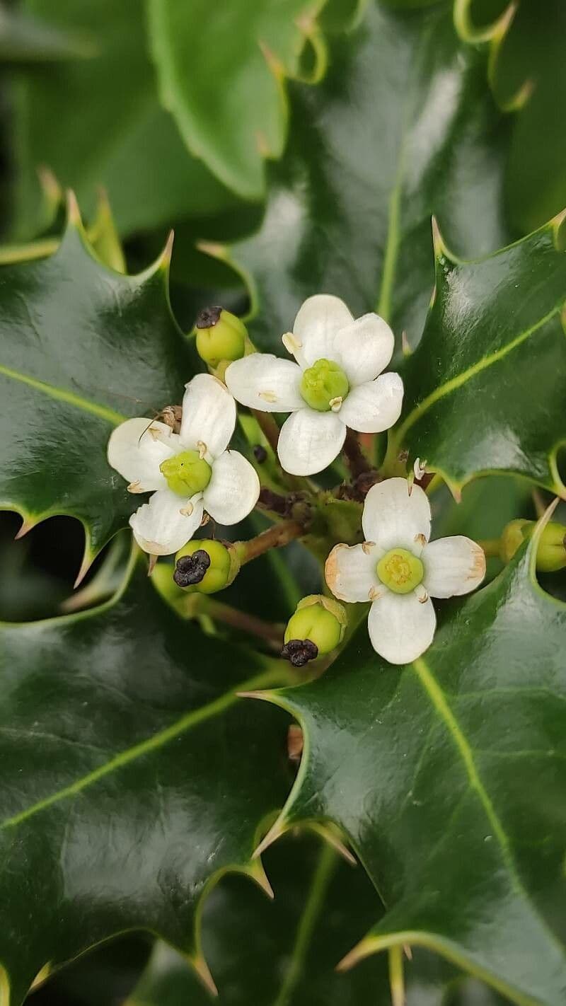 Ilex cornuta