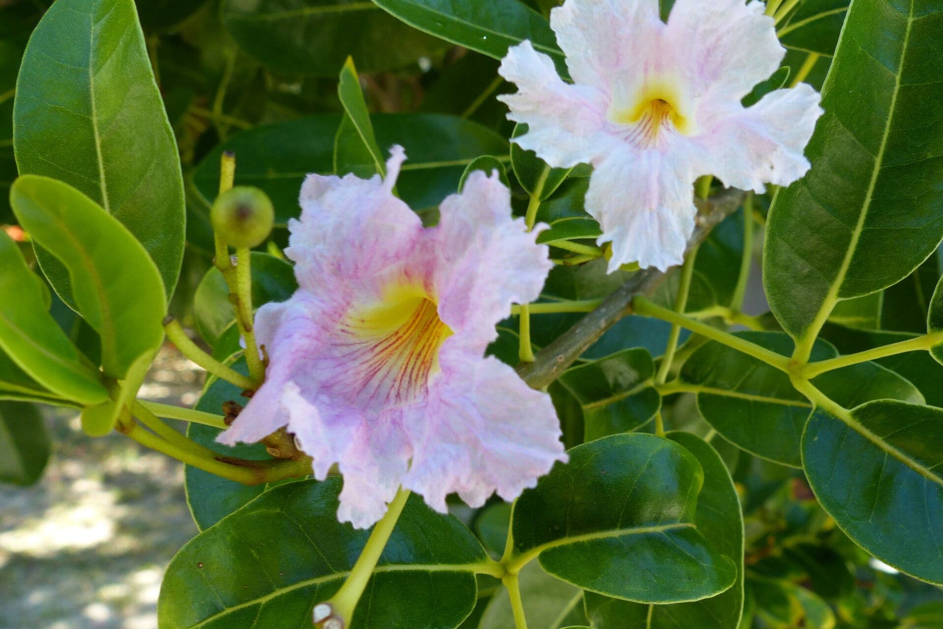 Tabebuia pallida