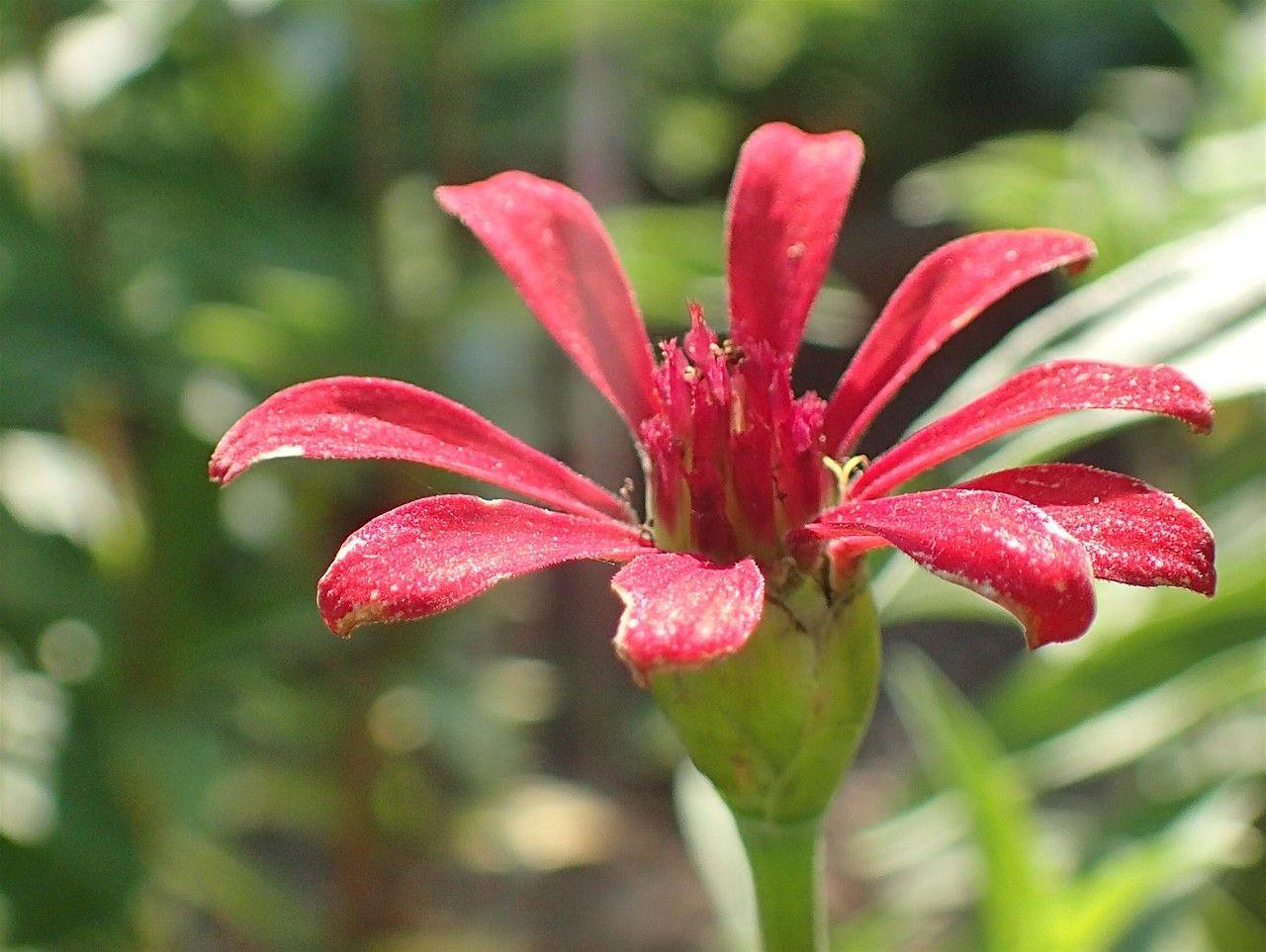 Zinnia peruviana