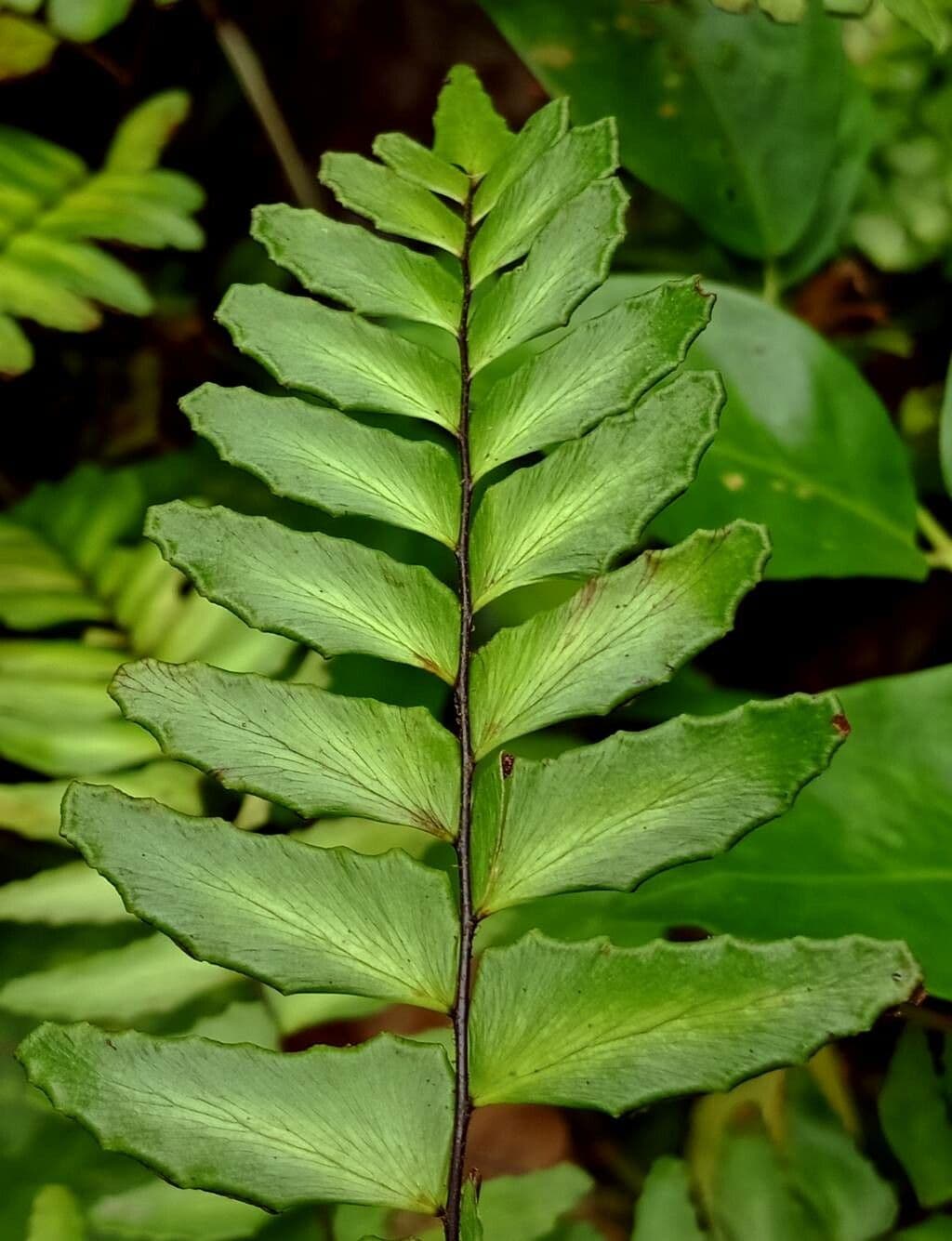 Adiantum latifolium