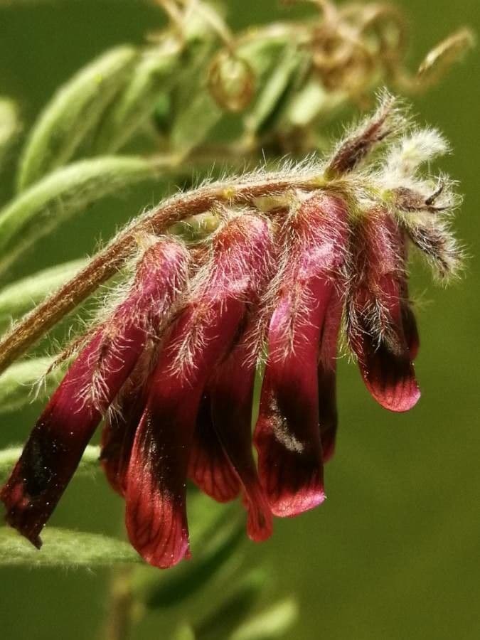 Vicia benghalensis