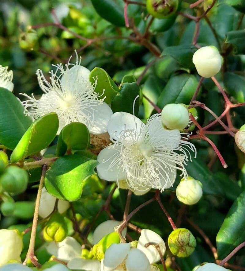 Luma apiculata