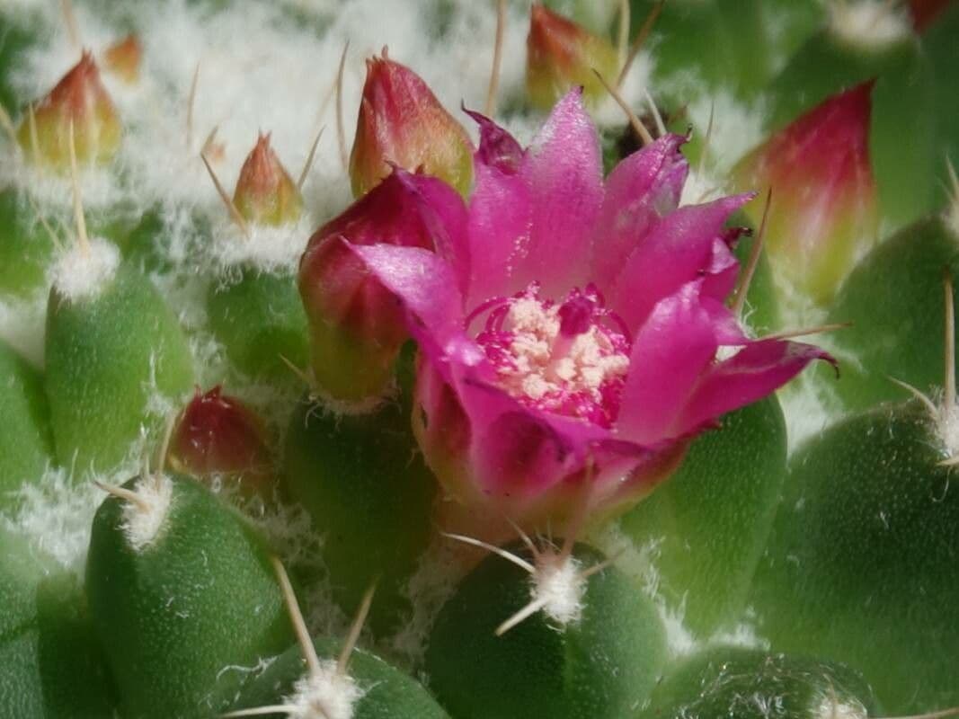 Mammillaria polythele
