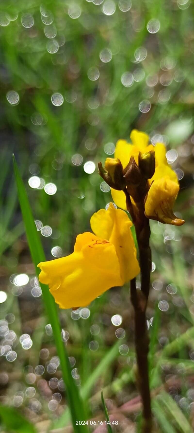 Utricularia vulgaris