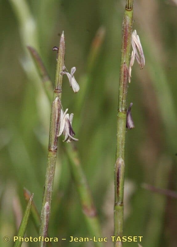 Parapholis filiformis