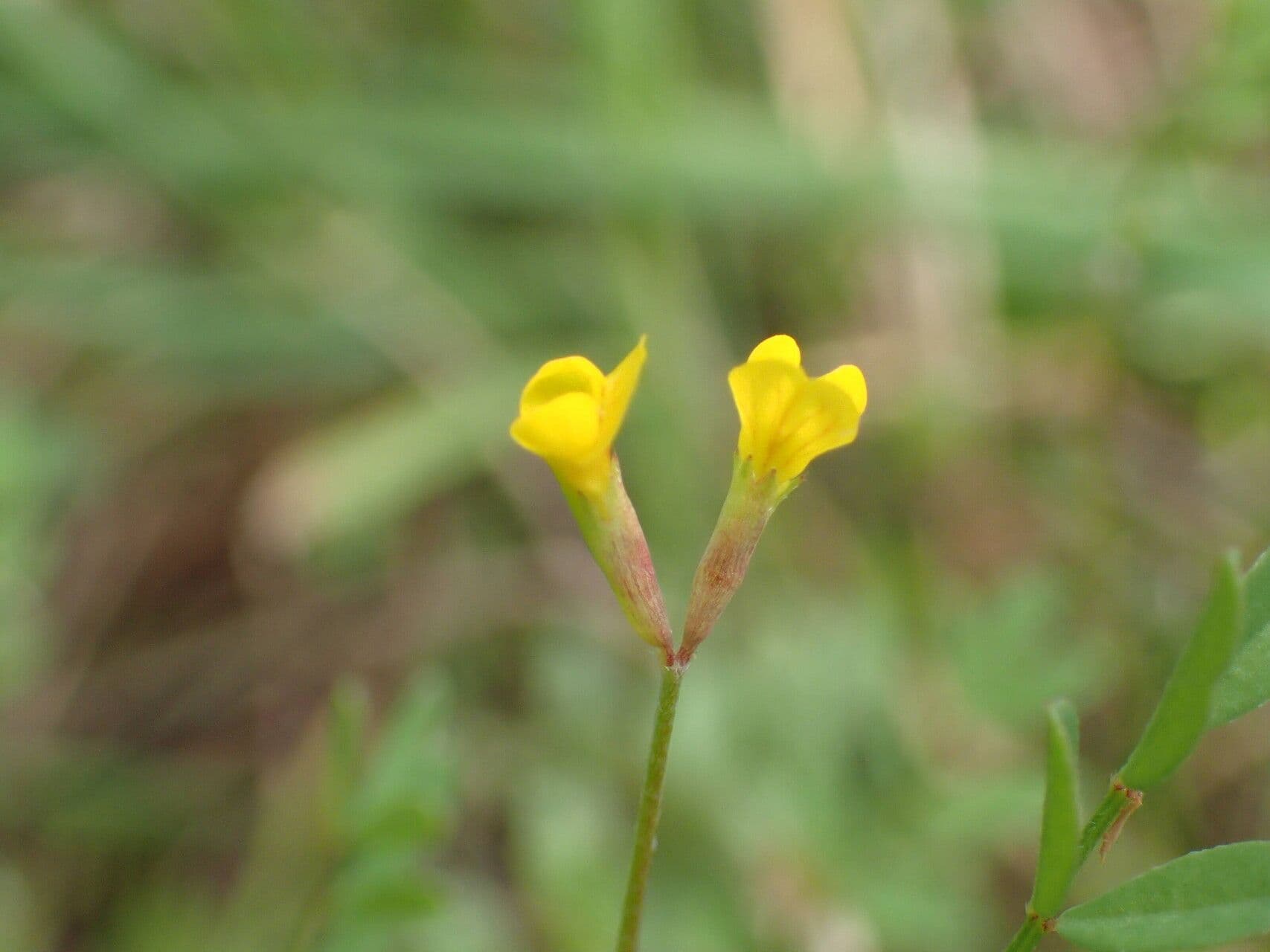 Ornithopus pinnatus