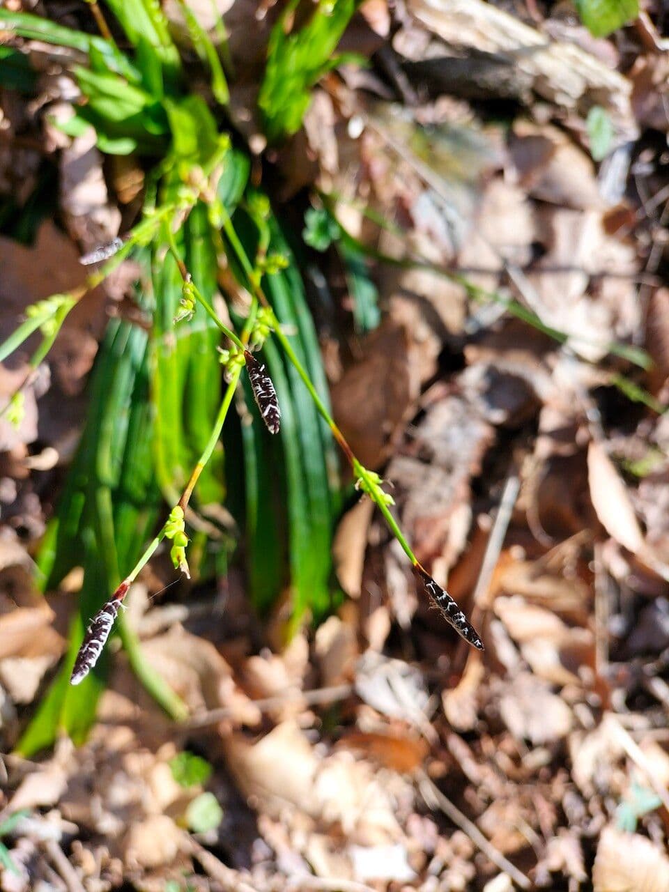 Carex plantaginea