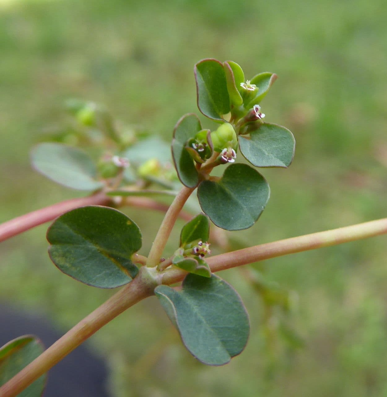 Euphorbia serpens