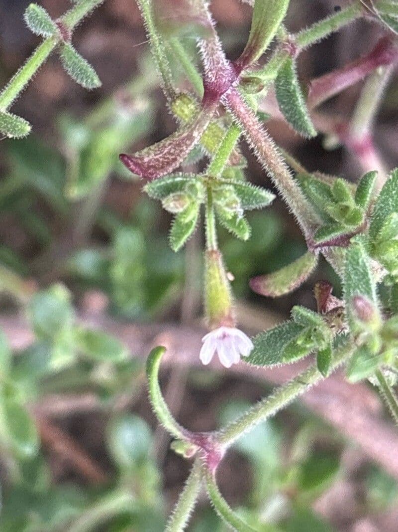 Silene sedoides