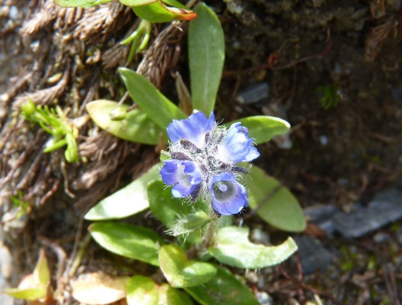 Veronica alpina