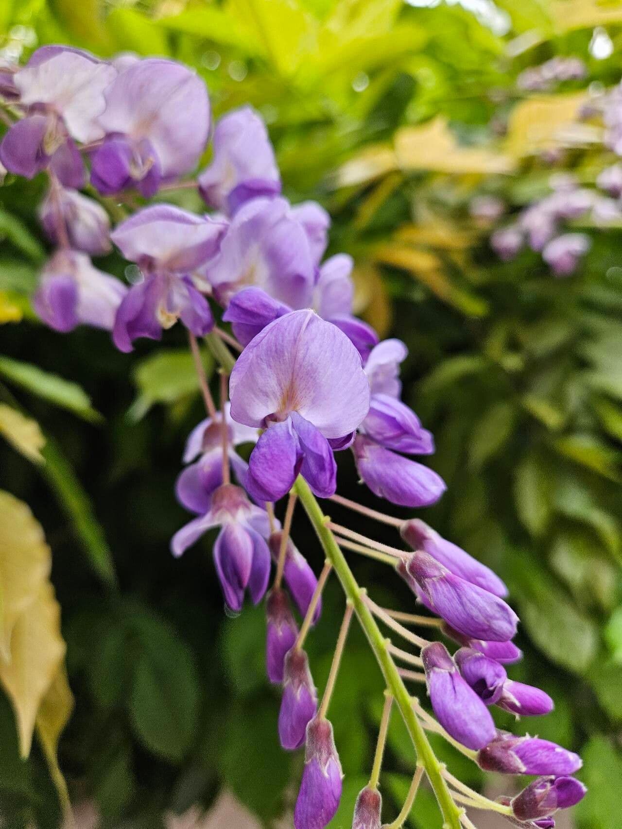 Wisteria floribunda