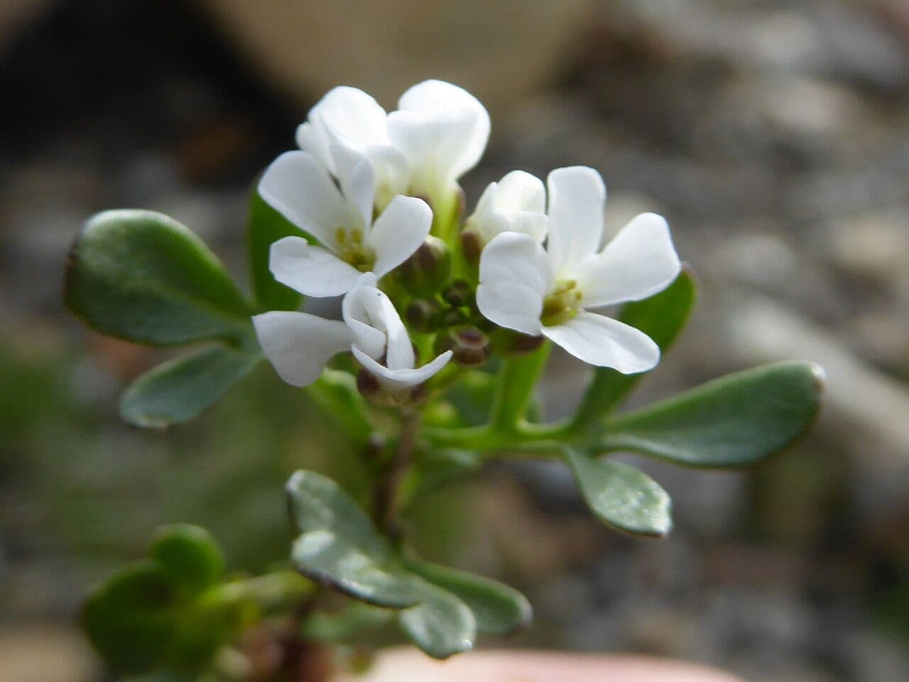 Cardamine resedifolia