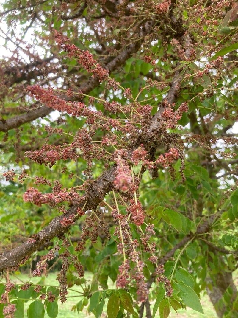 Phyllanthus acidus