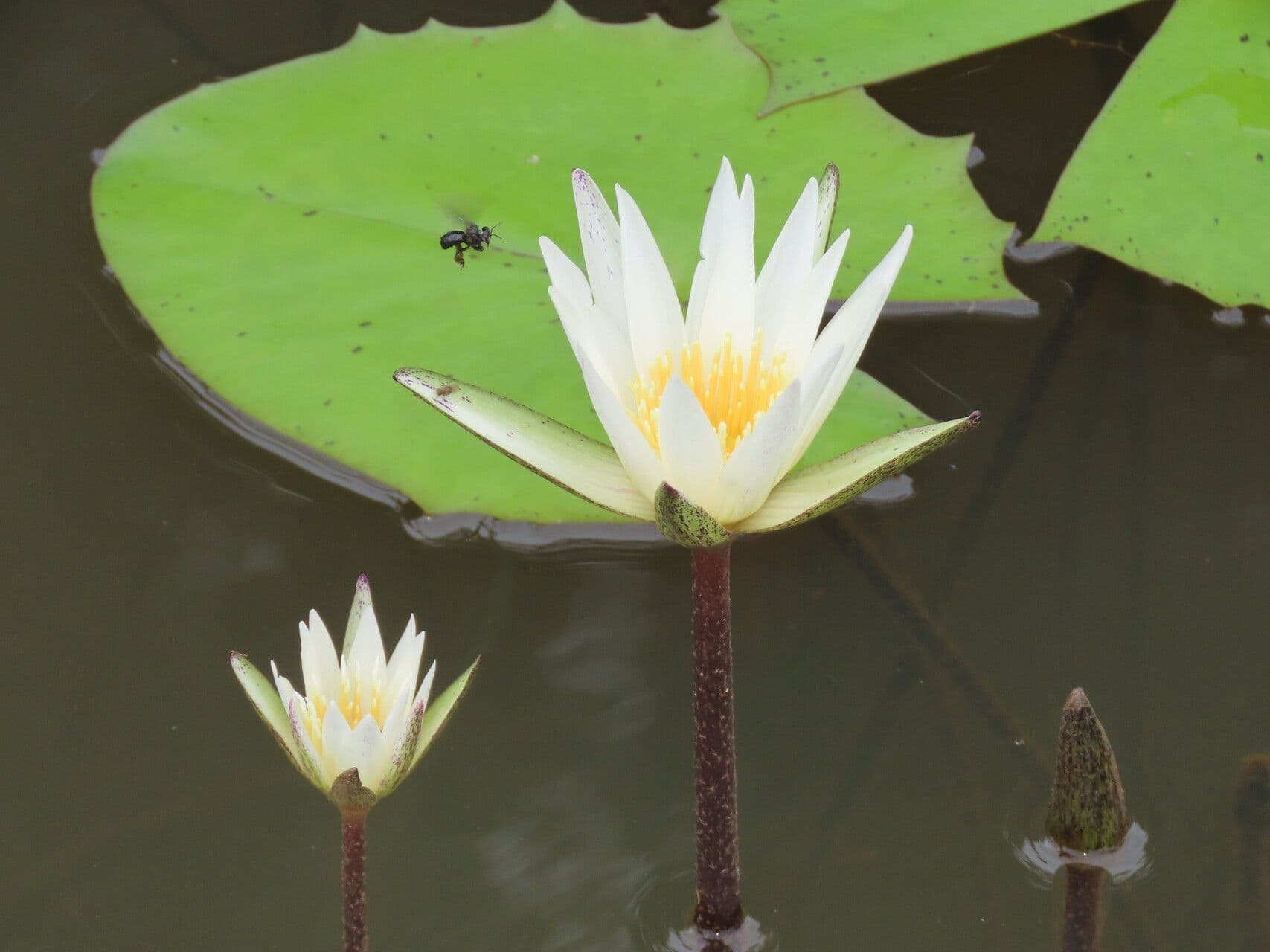 Nymphaea ampla